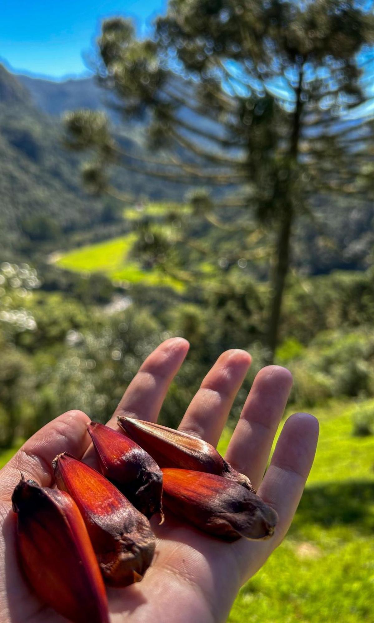 Refugio Das Araucarias Urubici Bagian luar foto
