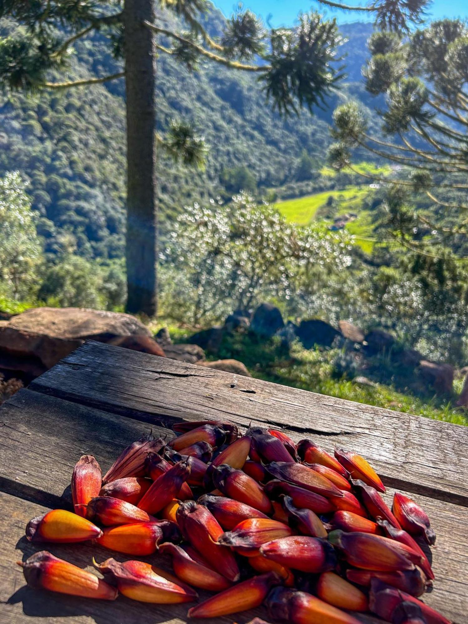 Refugio Das Araucarias Urubici Ruang foto